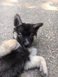 Marshall the Siberian Huskey